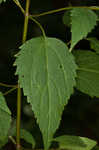 White snakeroot